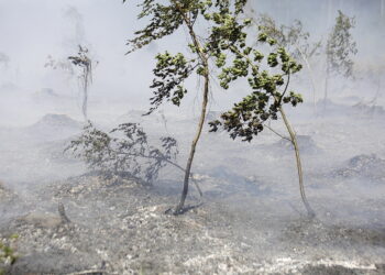 Duże zagrożenie pożarowe w lasach na terenie województwa