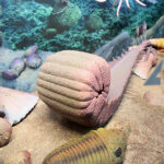 Kielce. Centrum Geoedukacji. Otwarcie wystawy CHRONOS / Wiktor Taszłow / Radio Kielce