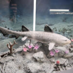 Kielce. Centrum Geoedukacji. Otwarcie wystawy CHRONOS / Wiktor Taszłow / Radio Kielce