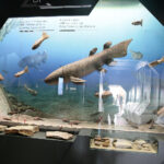 Kielce. Centrum Geoedukacji. Otwarcie wystawy CHRONOS / Wiktor Taszłow / Radio Kielce