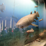 Kielce. Centrum Geoedukacji. Otwarcie wystawy CHRONOS / Wiktor Taszłow / Radio Kielce