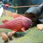 Kielce. Centrum Geoedukacji. Otwarcie wystawy CHRONOS / Wiktor Taszłow / Radio Kielce