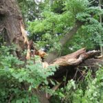 Przewrócona lipa z chroberskiego parku / Chroberz info