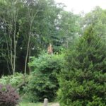 Przewrócona lipa z chroberskiego parku / Chroberz info