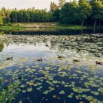 Barycz. Grążel żółty / Magdalena Galas - Klusek / Radio Kielce