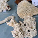 Święto policji / Emilia Sitarska / Radio Kielce