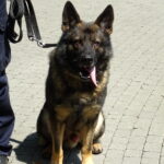 Święto policji. Pies policyjny służący w Ostrowcu Świętokrzyskim / Emilia Sitarska / Radio Kielce