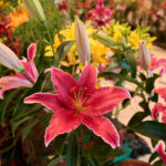 Kielce. Wystawa lilii / Wiktor Taszłow / Radio Kielce