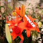 Kielce. Wystawa lilii / Wiktor Taszłow / Radio Kielce