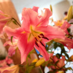 Kielce. Wystawa lilii / Wiktor Taszłow / Radio Kielce