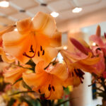 Kielce. Wystawa lilii / Wiktor Taszłow / Radio Kielce