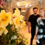 Kielce. Wystawa lilii / Wiktor Taszłow / Radio Kielce