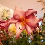 Kielce. Wystawa lilii / Wiktor Taszłow / Radio Kielce