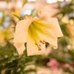 Kielce. Wystawa lilii / Wiktor Taszłow / Radio Kielce