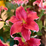 Kielce. Wystawa lilii / Wiktor Taszłow / Radio Kielce