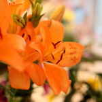 Kielce. Wystawa lilii / Wiktor Taszłow / Radio Kielce