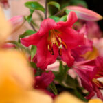 Kielce. Wystawa lilii / Wiktor Taszłow / Radio Kielce