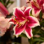 Kielce. Wystawa lilii / Wiktor Taszłow / Radio Kielce