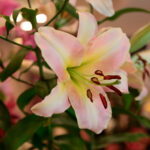 Kielce. Wystawa lilii / Wiktor Taszłow / Radio Kielce