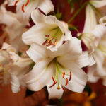 Kielce. Wystawa lilii w KCK / Wiktor Taszłow / Radio Kielce