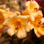 Kielce. Wystawa lilii w KCK / Wiktor Taszłow / Radio Kielce