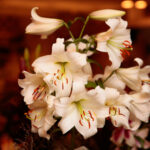 Kielce. Wystawa lilii w KCK / Wiktor Taszłow / Radio Kielce