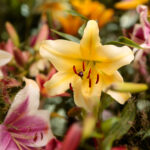 Kielce. Wystawa lilii w KCK / Wiktor Taszłow / Radio Kielce