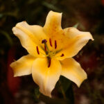 Kielce. Wystawa lilii w KCK / Wiktor Taszłow / Radio Kielce