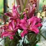 Kielce. Wystawa lilii w KCK / Wiktor Taszłow / Radio Kielce