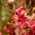 Kielce. Wystawa lilii w KCK / Wiktor Taszłow / Radio Kielce