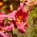 Kielce. Wystawa lilii w KCK / Wiktor Taszłow / Radio Kielce