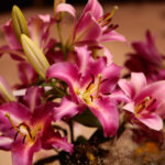 Kielce. Wystawa lilii w KCK / Wiktor Taszłow / Radio Kielce