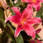 Kielce. Wystawa lilii w KCK / Wiktor Taszłow / Radio Kielce