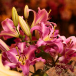 Kielce. Wystawa lilii w KCK / Wiktor Taszłow / Radio Kielce