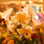 Kielce. Wystawa lilii w KCK / Wiktor Taszłow / Radio Kielce