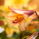 Kielce. Wystawa lilii w KCK / Wiktor Taszłow / Radio Kielce