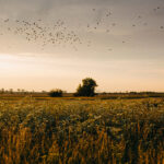 Dolina Nidy w okolicach Umianowic / Zespół Świętokrzyskich i Nadnidziańskich Parków Krajobrazowych / Dolina Nidy w okolicach Umianowic