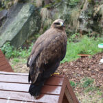 Czeski Raj. Zamek Trosky / Stanisław Blinstrub / Radio Kielce