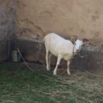 Czeski Raj. Hrad a zámek / Stanisław Blinstrub / Radio Kielce