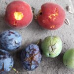 Szydłów. Skutki nawałnicy / Marta Kochanowska