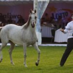 Janów Podlaski. Pride of Poland / Piotr Michalski / Radio Lublin