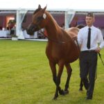 Janów Podlaski. Pride of Poland / Piotr Michalski / Radio Lublin