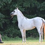 Janów Podlaski. Pride of Poland / Piotr Michalski / Radio Lublin