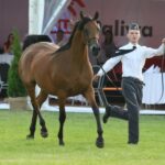 Janów Podlaski. Pride of Poland / Piotr Michalski / Radio Lublin