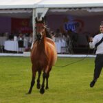 Janów Podlaski. Pride of Poland / Piotr Michalski / Radio Lublin