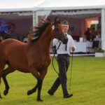 Janów Podlaski. Pride of Poland / Piotr Michalski / Radio Lublin