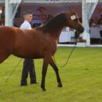 Janów Podlaski. Pride of Poland / Piotr Michalski / Radio Lublin