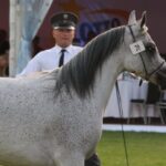 Janów Podlaski. Pride of Poland / Piotr Michalski / Radio Lublin