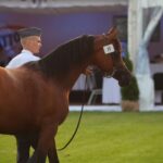 Janów Podlaski. Pride of Poland / Piotr Michalski / Radio Lublin