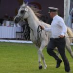 Janów Podlaski. Pride of Poland / Piotr Michalski / Radio Lublin